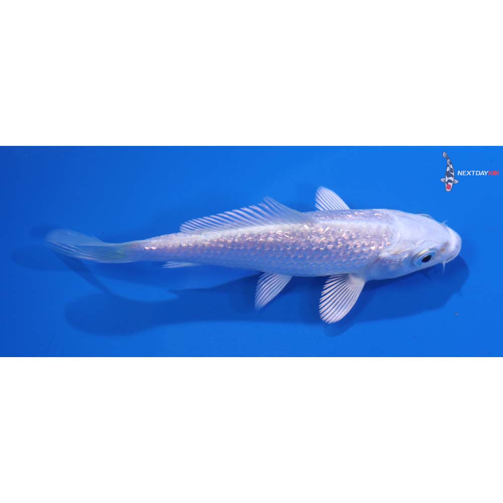 4” Imported Gin Rin Platinum Ogon