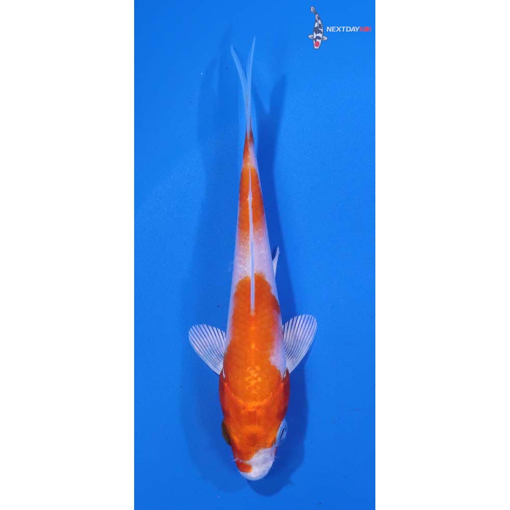 4” Imported Hariwake