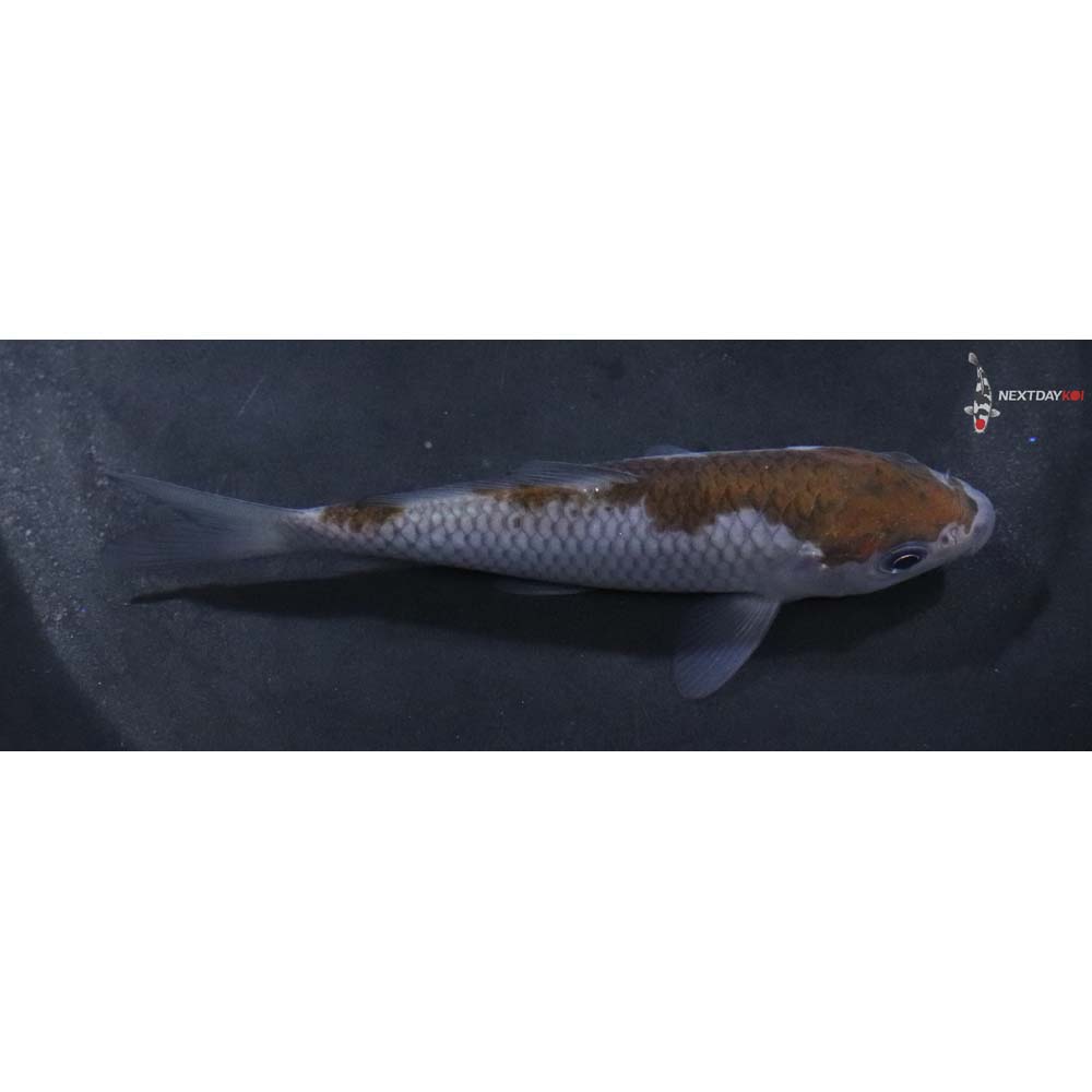 4.5” Imported Ochiba Shigure