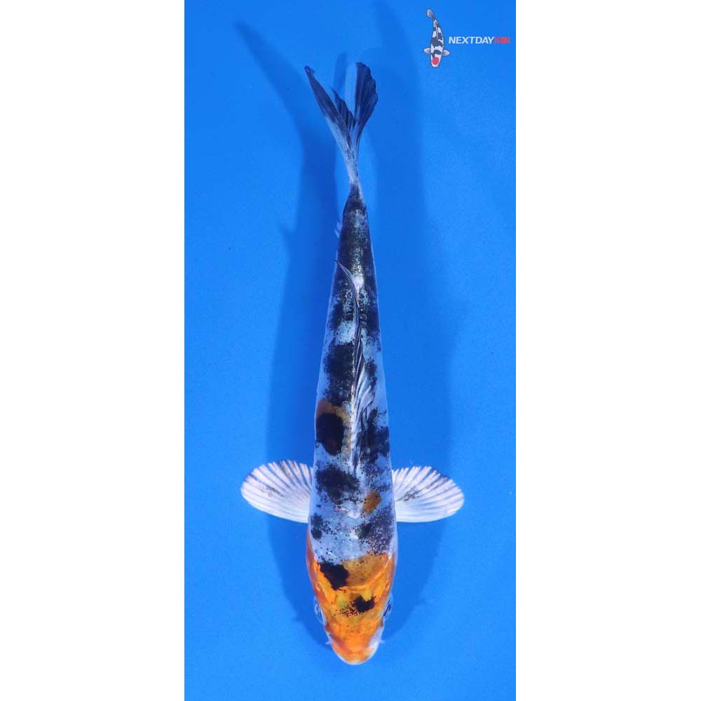 4.5” Imported Heisei Nishiki