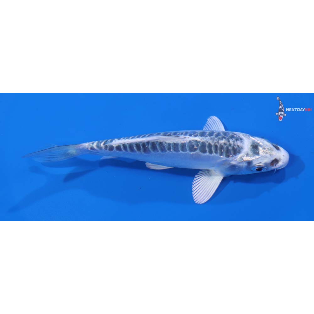 4.5” Imported Doitsu Gin Matsuba