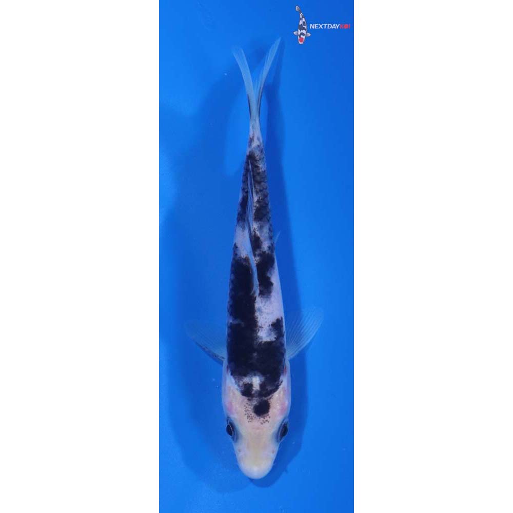 4.5” Imported Shiro Bekko