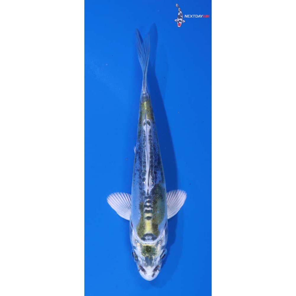 4.5” Imported Doitsu Kujaku