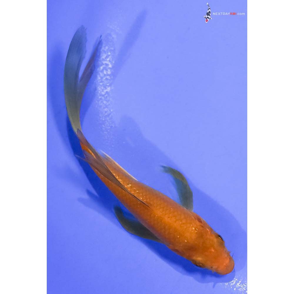 5” Imported Chagoi Butterfly Koi