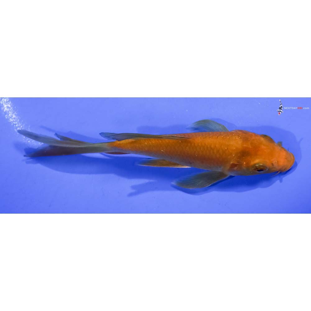 5” Imported Chagoi Butterfly Koi