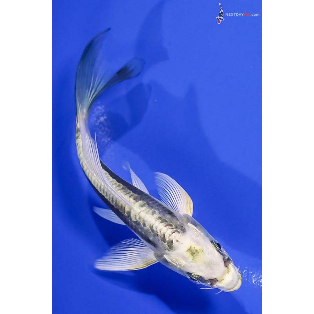 5.5” Imported Kin Kikokuryu Butterfly Koi