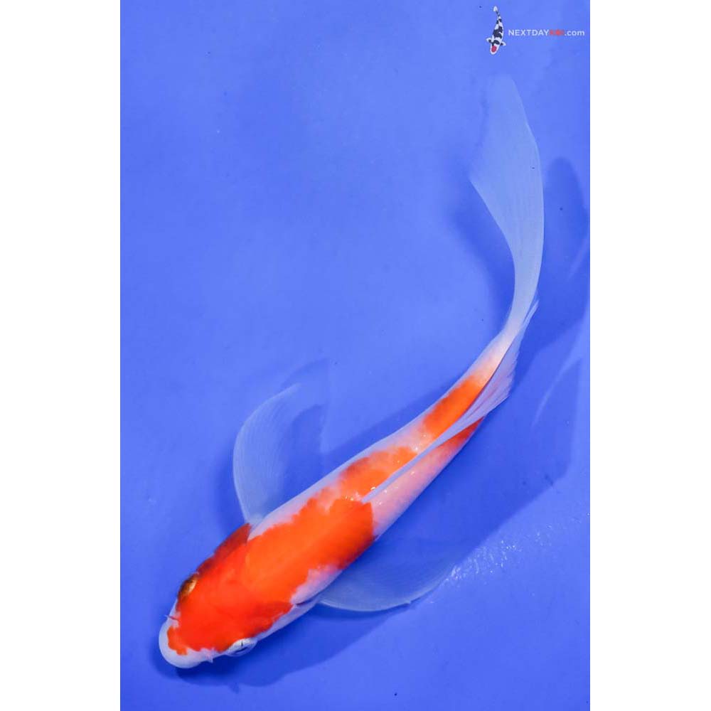 5.5” Imported Kohaku Butterfly Koi