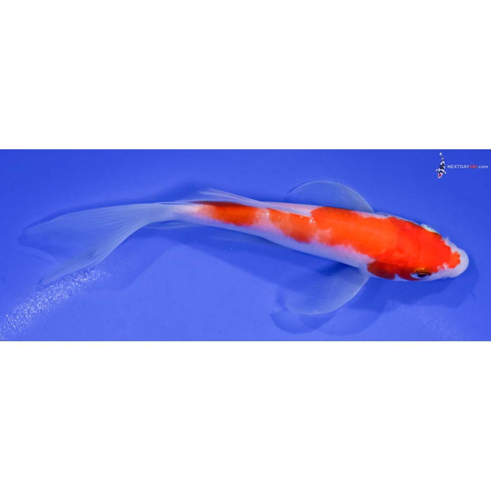 5.5” Imported Kohaku Butterfly Koi