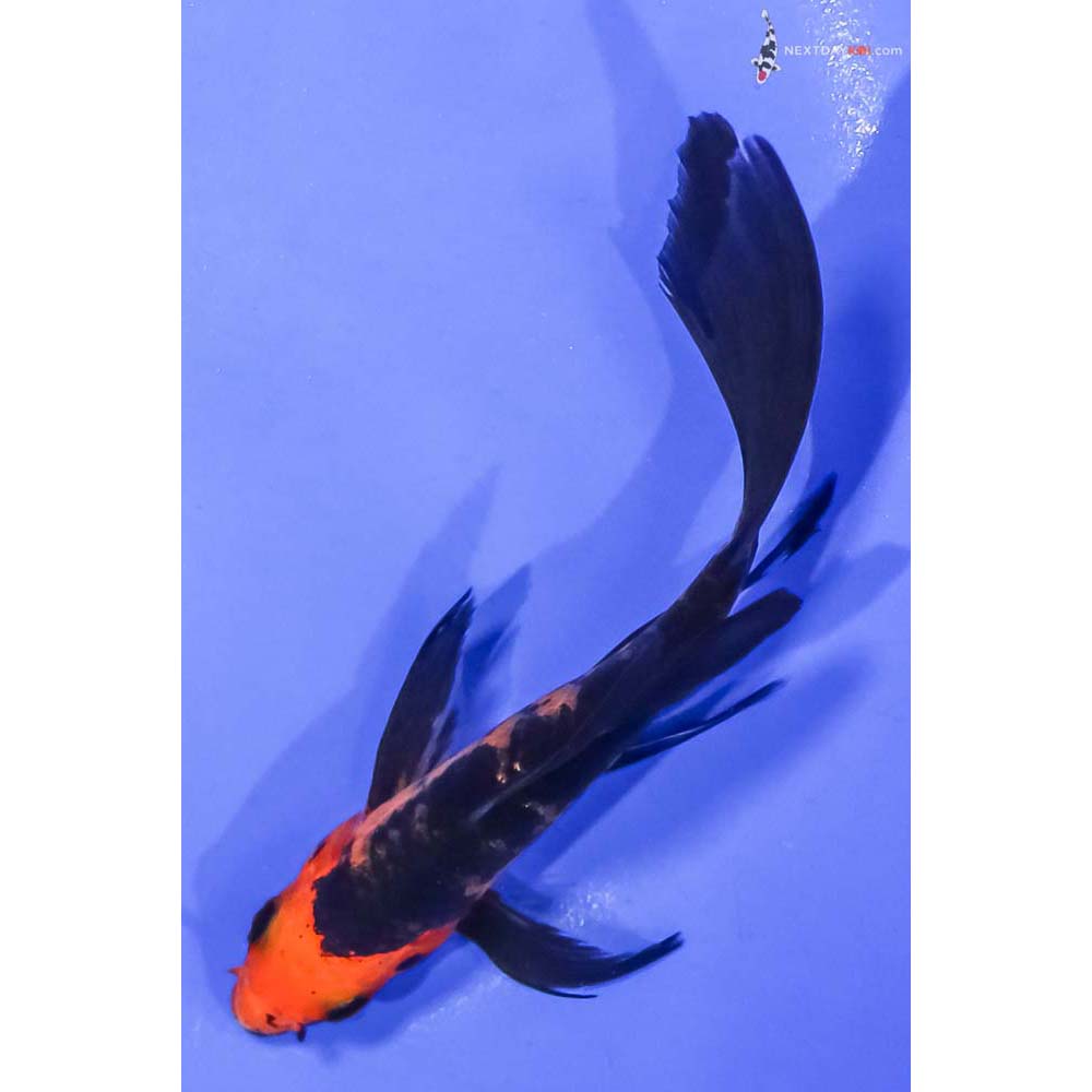 5.5” Imported Aka Bekko Butterfly Koi