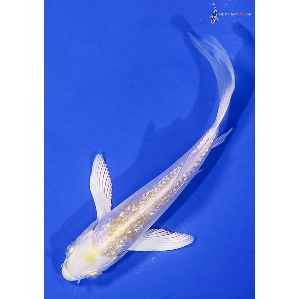 5” Imported Gin Rin Lemon Hariwake Butterfly Koi