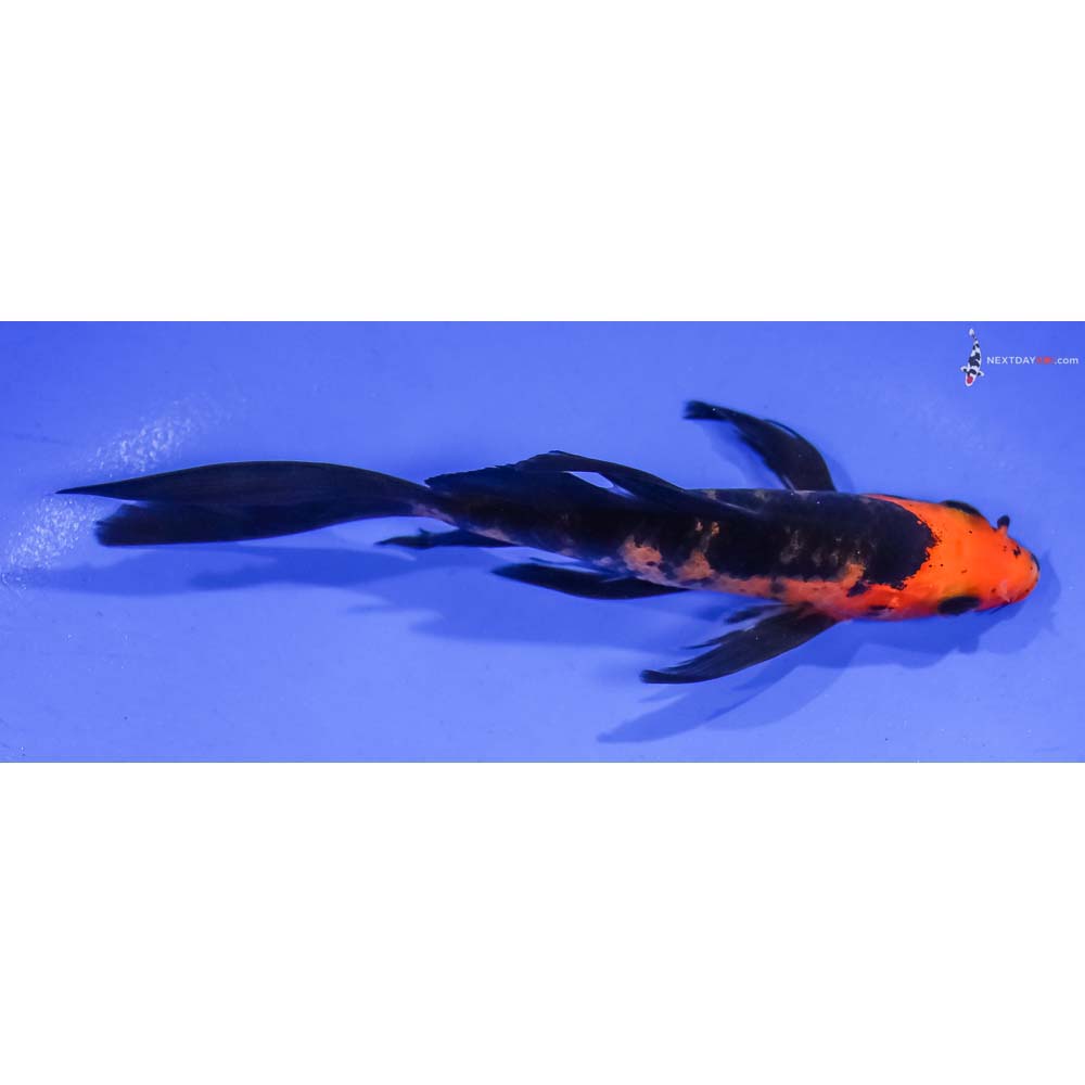 5.5” Imported Aka Bekko Butterfly Koi