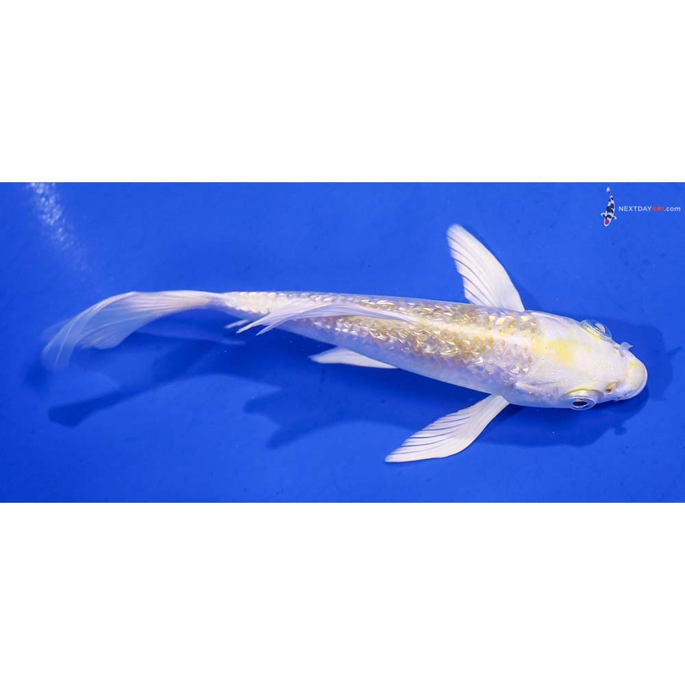 5” Imported Gin Rin Lemon Hariwake Butterfly Koi
