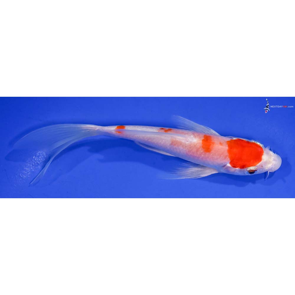 5.5” Imported Hariwake Butterfly Koi