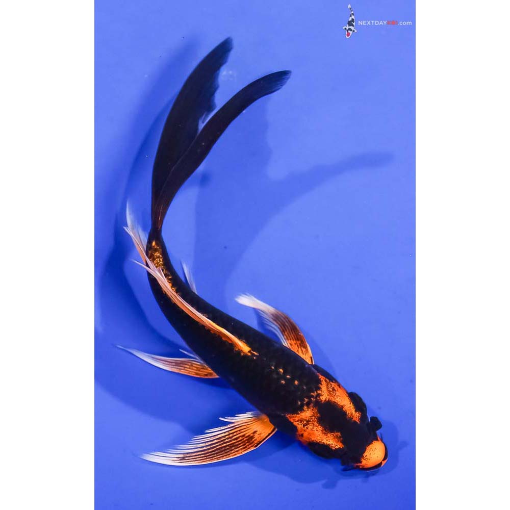 5.5” Imported Orenji Matsuba Butterfly Koi