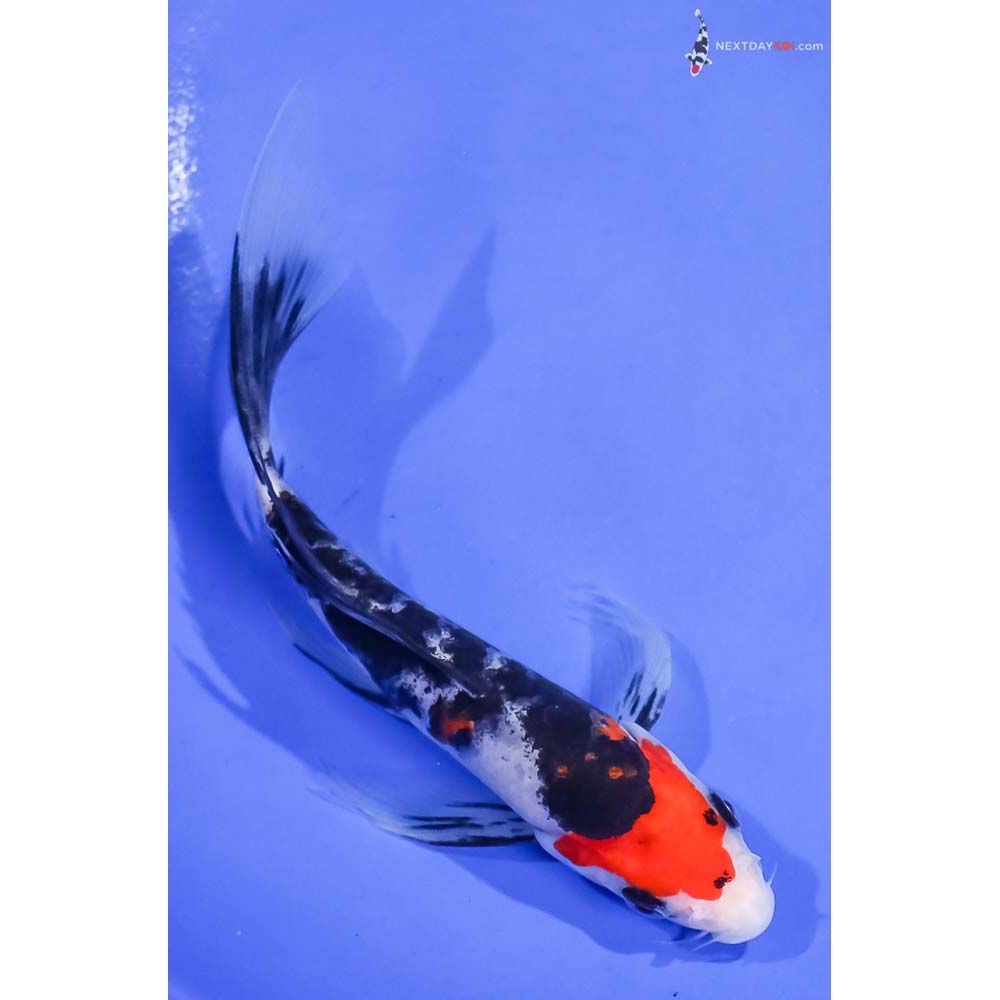 5.5” Imported Sanke Butterfly Koi