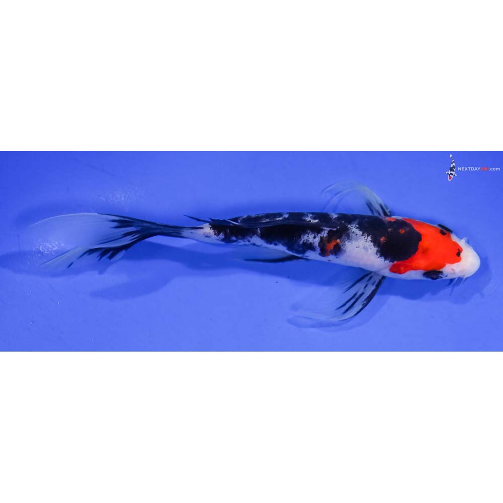 5.5” Imported Sanke Butterfly Koi