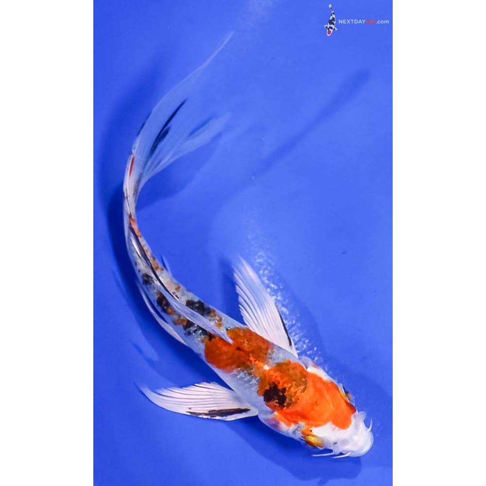 5.5” Imported Yamato Nishiki Butterfly Koi