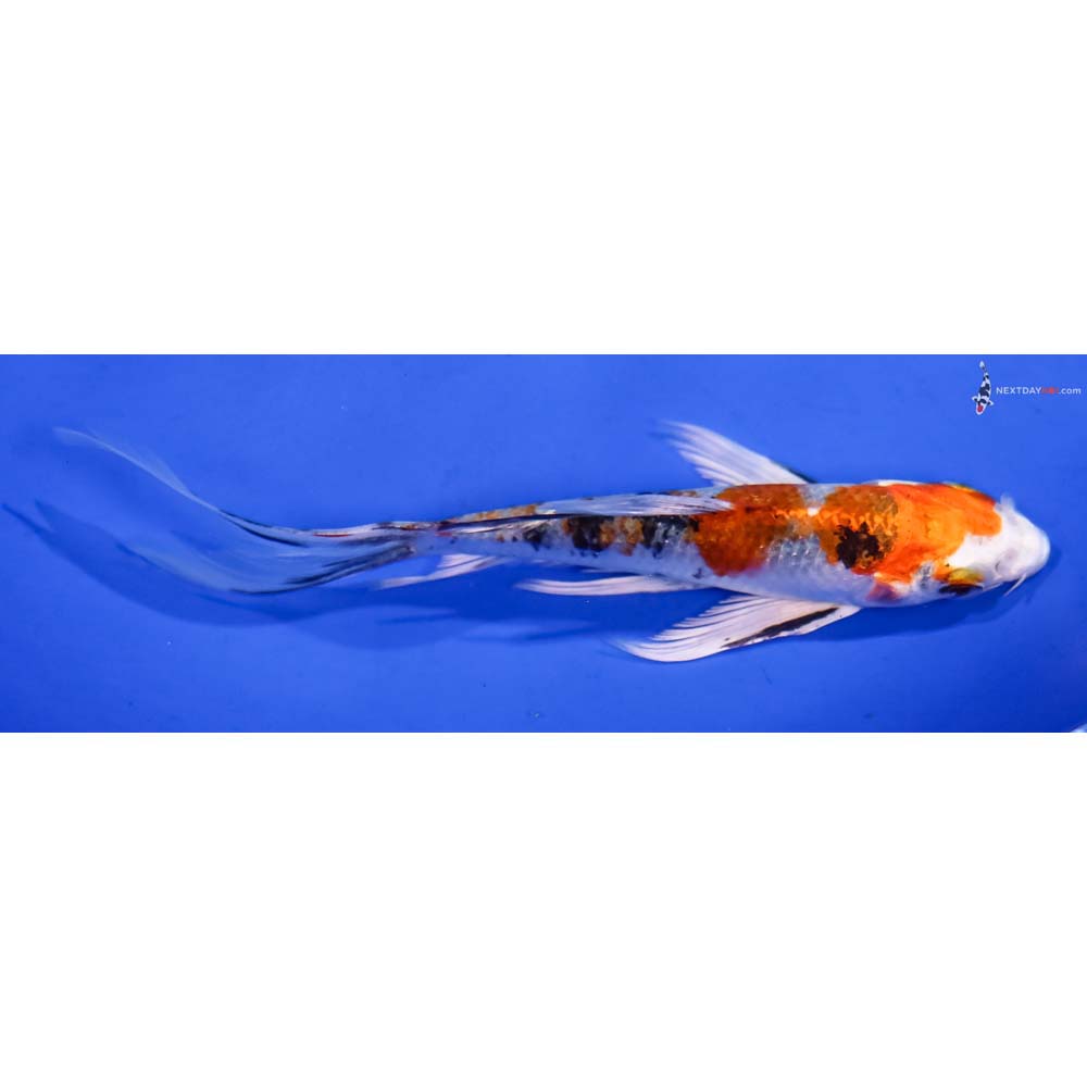 5.5” Imported Yamato Nishiki Butterfly Koi