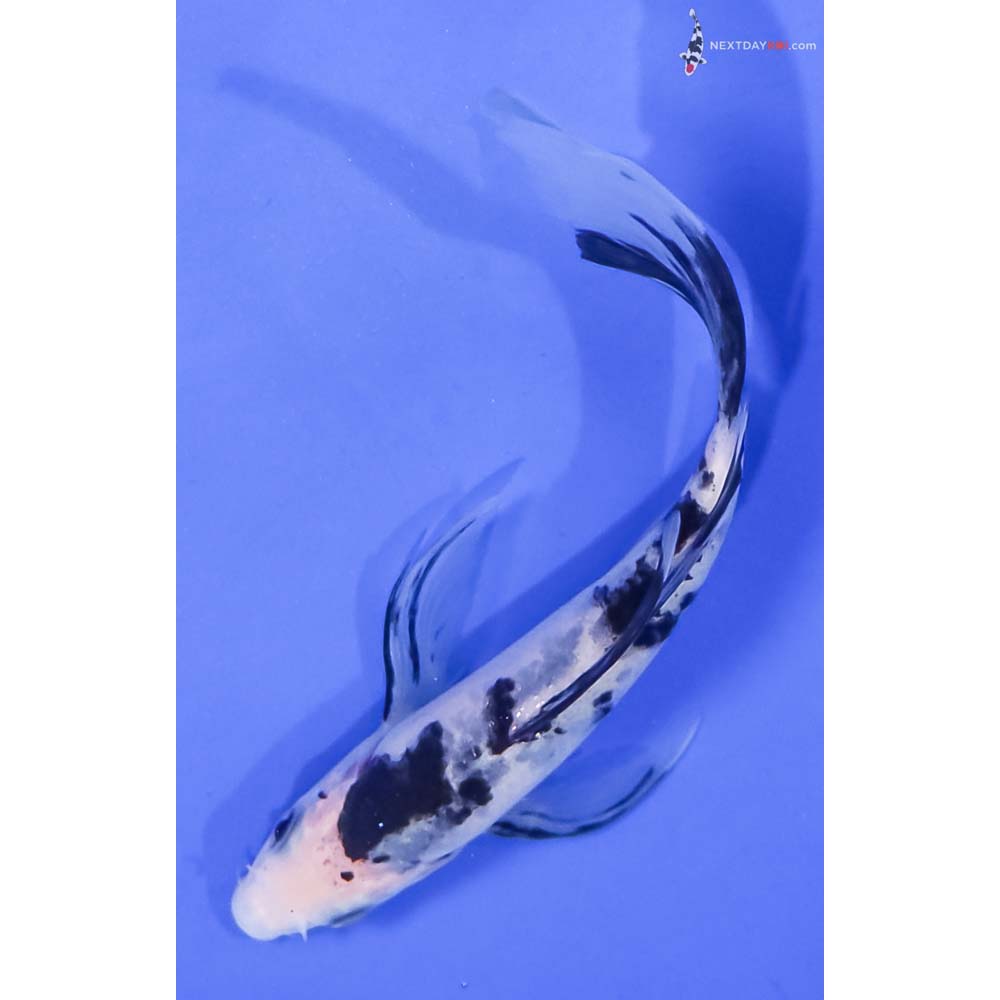 6” Imported Shiro Bekko Butterfly Koi