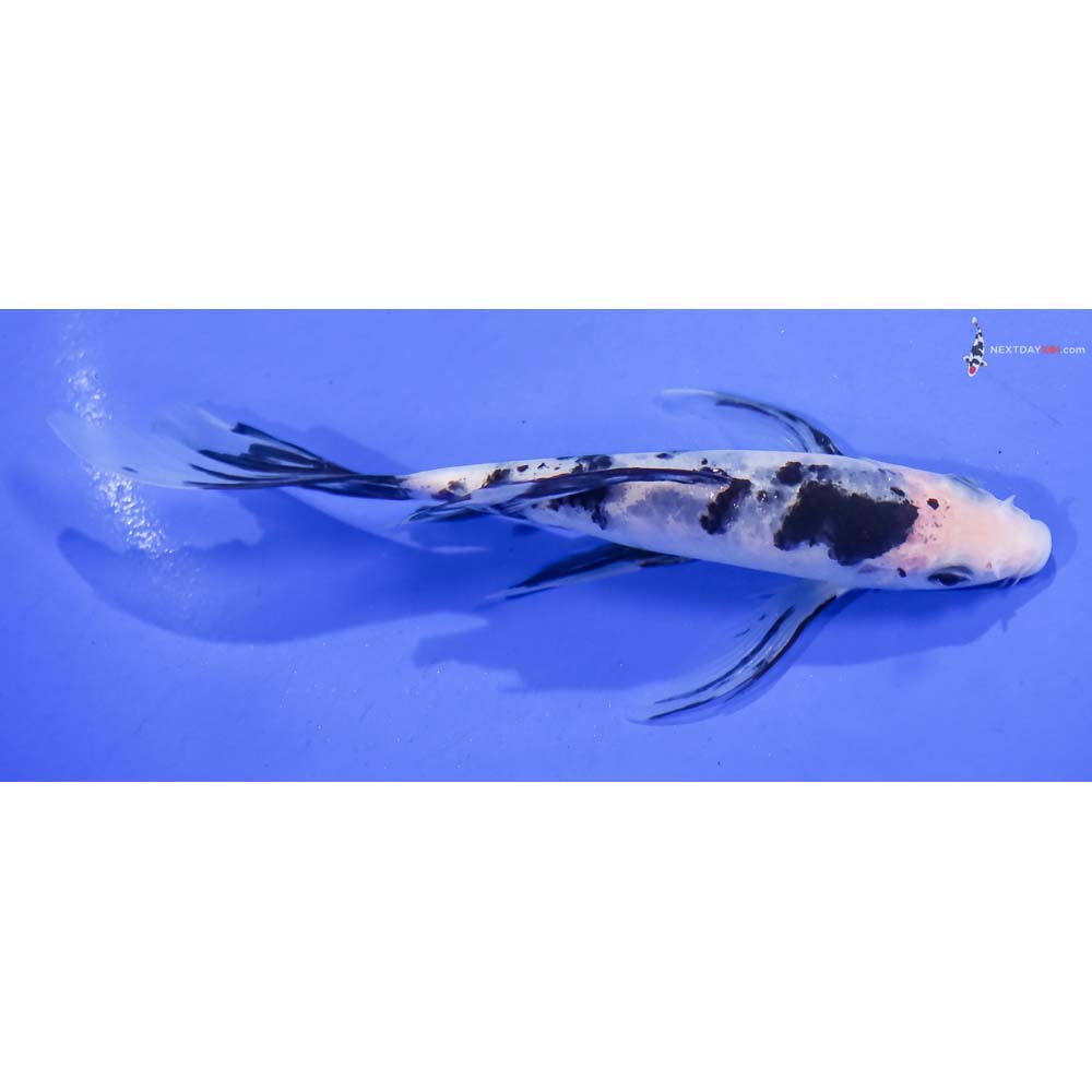 6” Imported Shiro Bekko Butterfly Koi