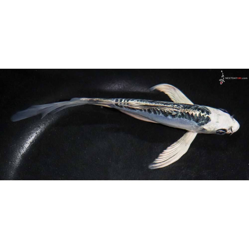 6” Imported Doitsu Blue Gin Matsuba Butterfly Koi