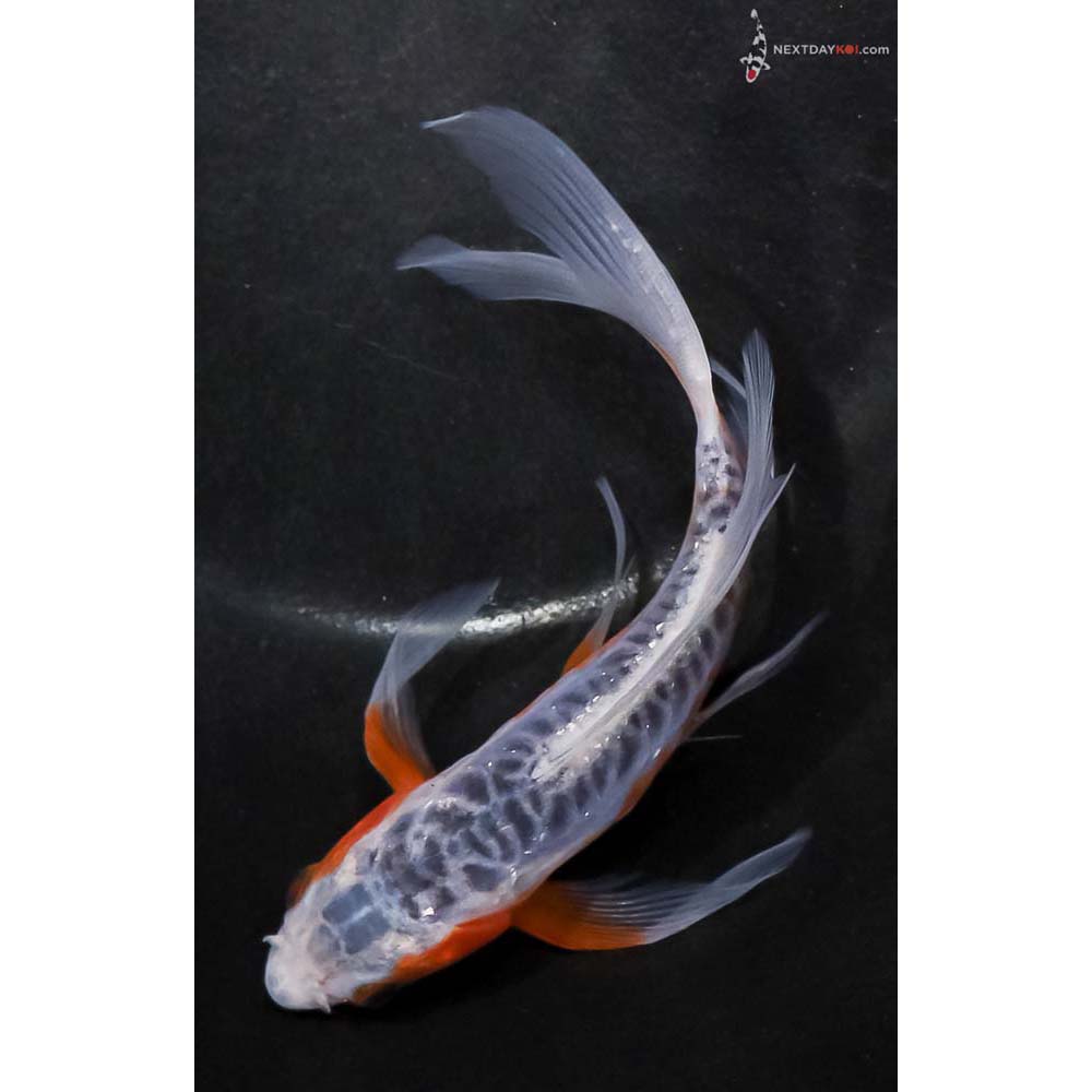6” Imported Shusui Butterfly Koi