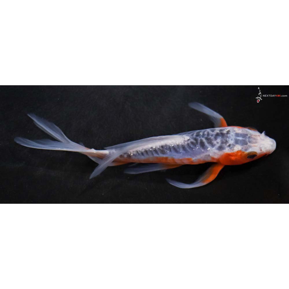 6” Imported Shusui Butterfly Koi