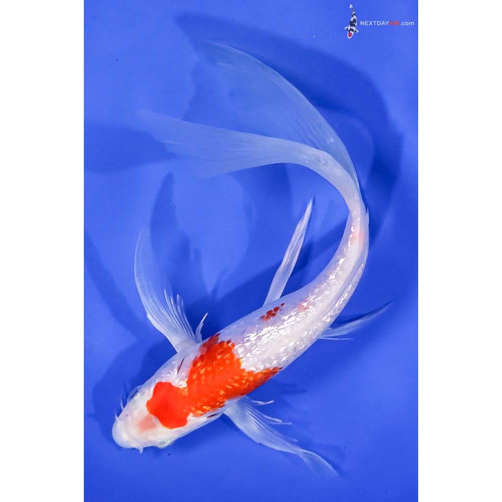 7” Imported Gin Rin Hariwake Butterfly Koi