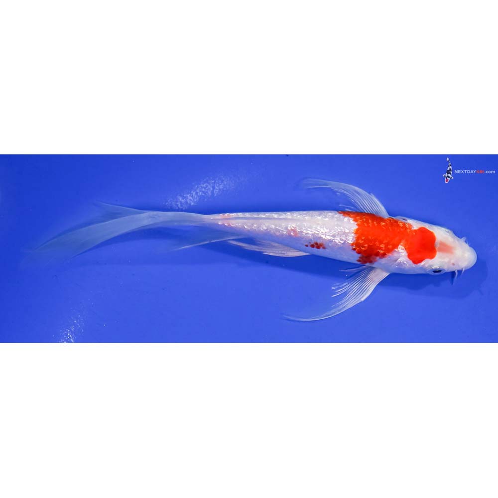 7” Imported Gin Rin Hariwake Butterfly Koi