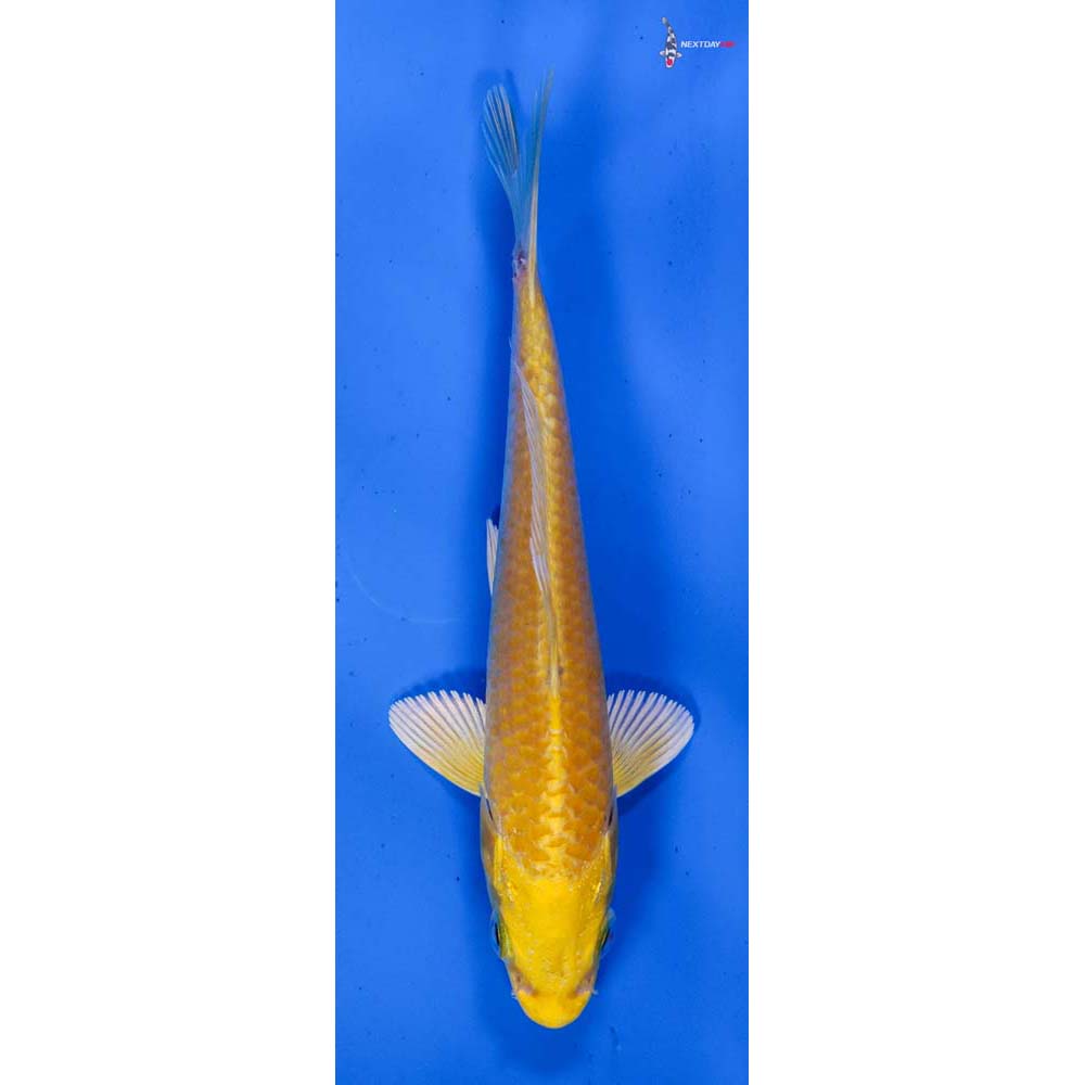 5” Imported Yamabuki Ogon