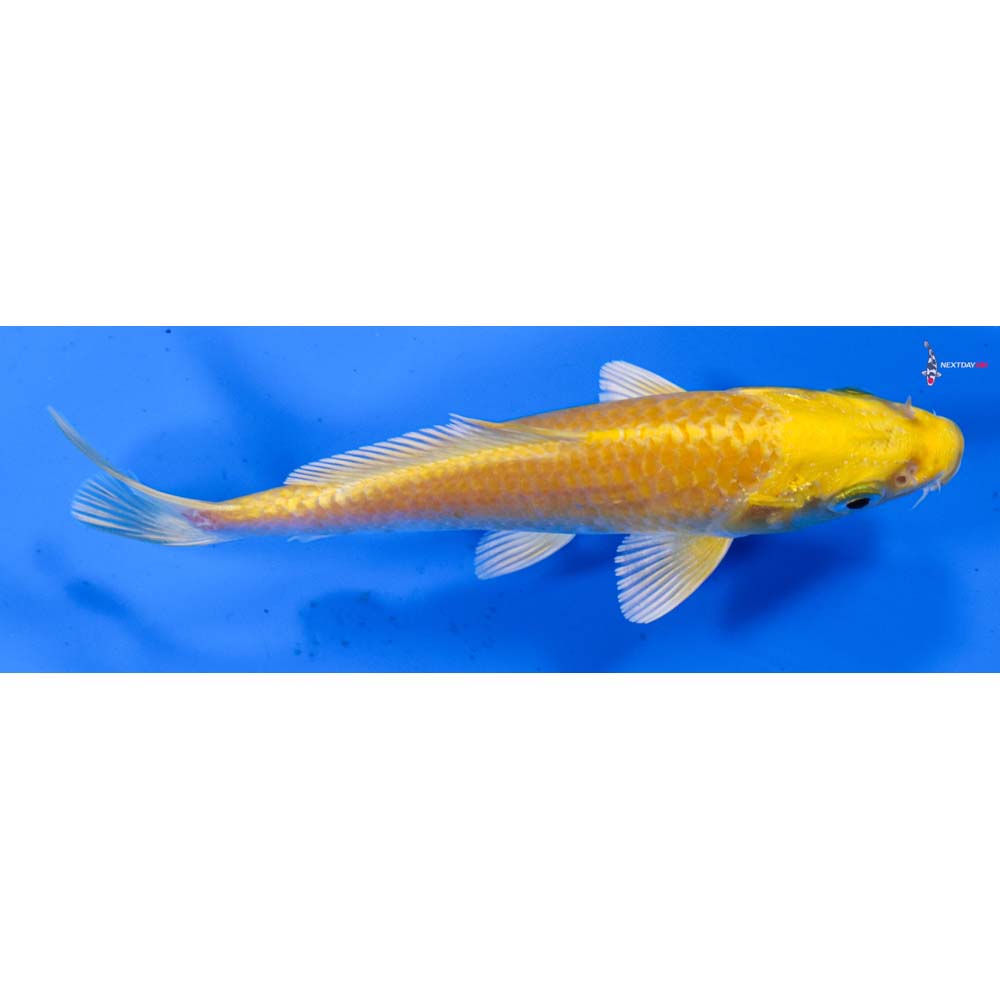 5” Imported Yamabuki Ogon