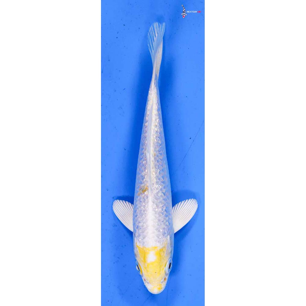 5.5” Imported Gin Rin Lemon Hariwake