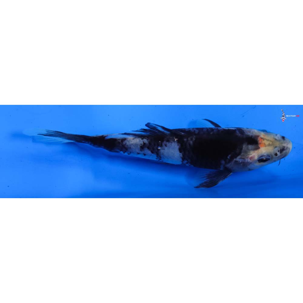 4.5” Imported Shiro Utsuri