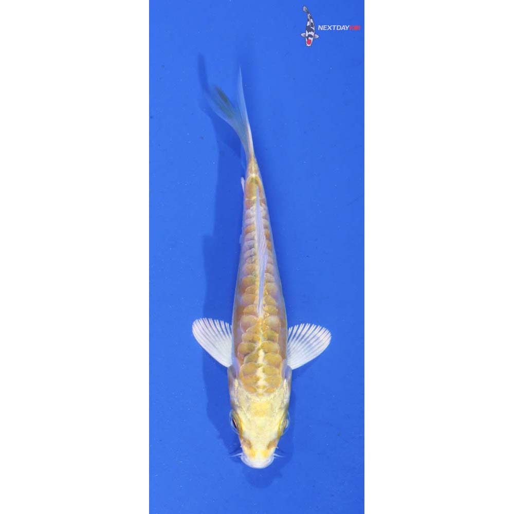3.5” Imported Doitsu Lemon Hariwake