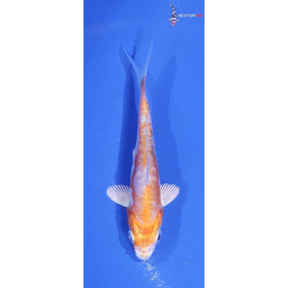 3.5” Imported Doitsu Hariwake