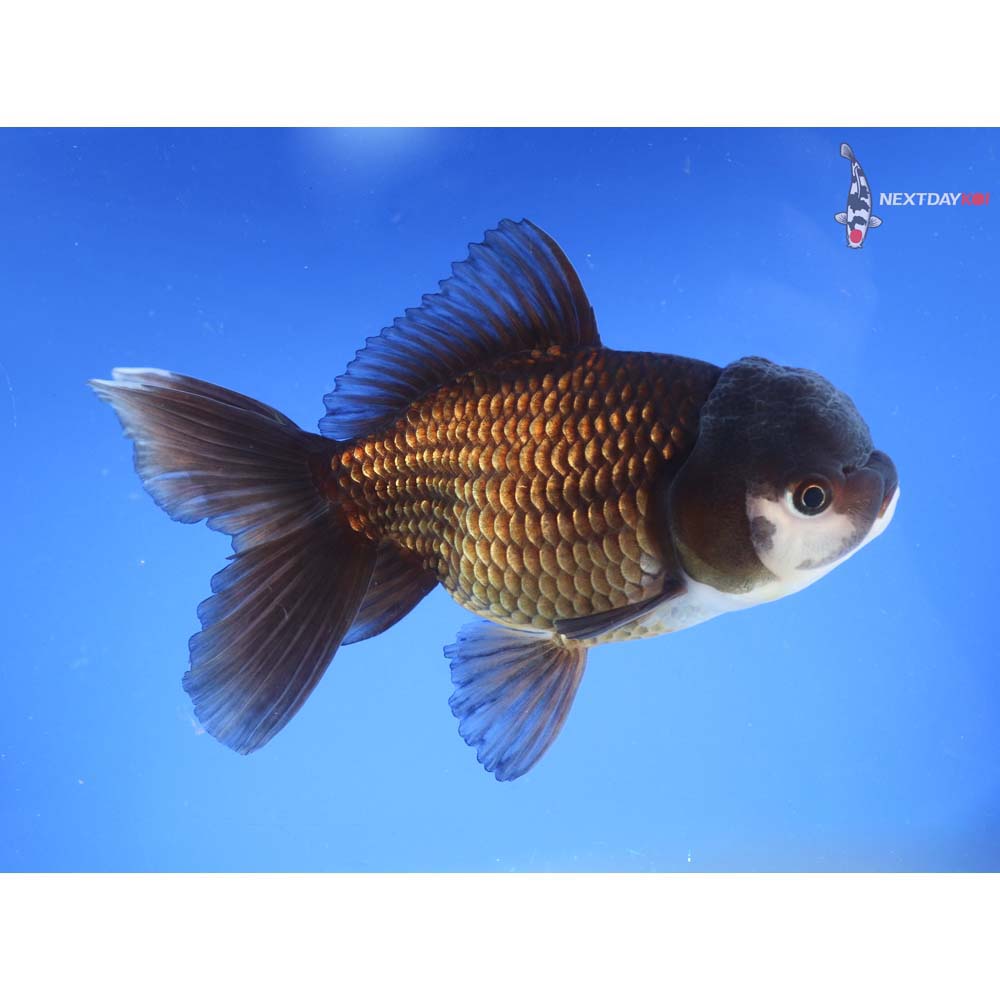 6” Imported Panda Oranda