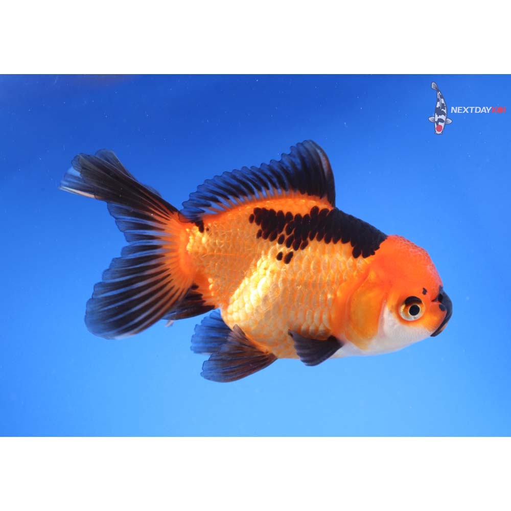 5” Imported Tri Color Oranda