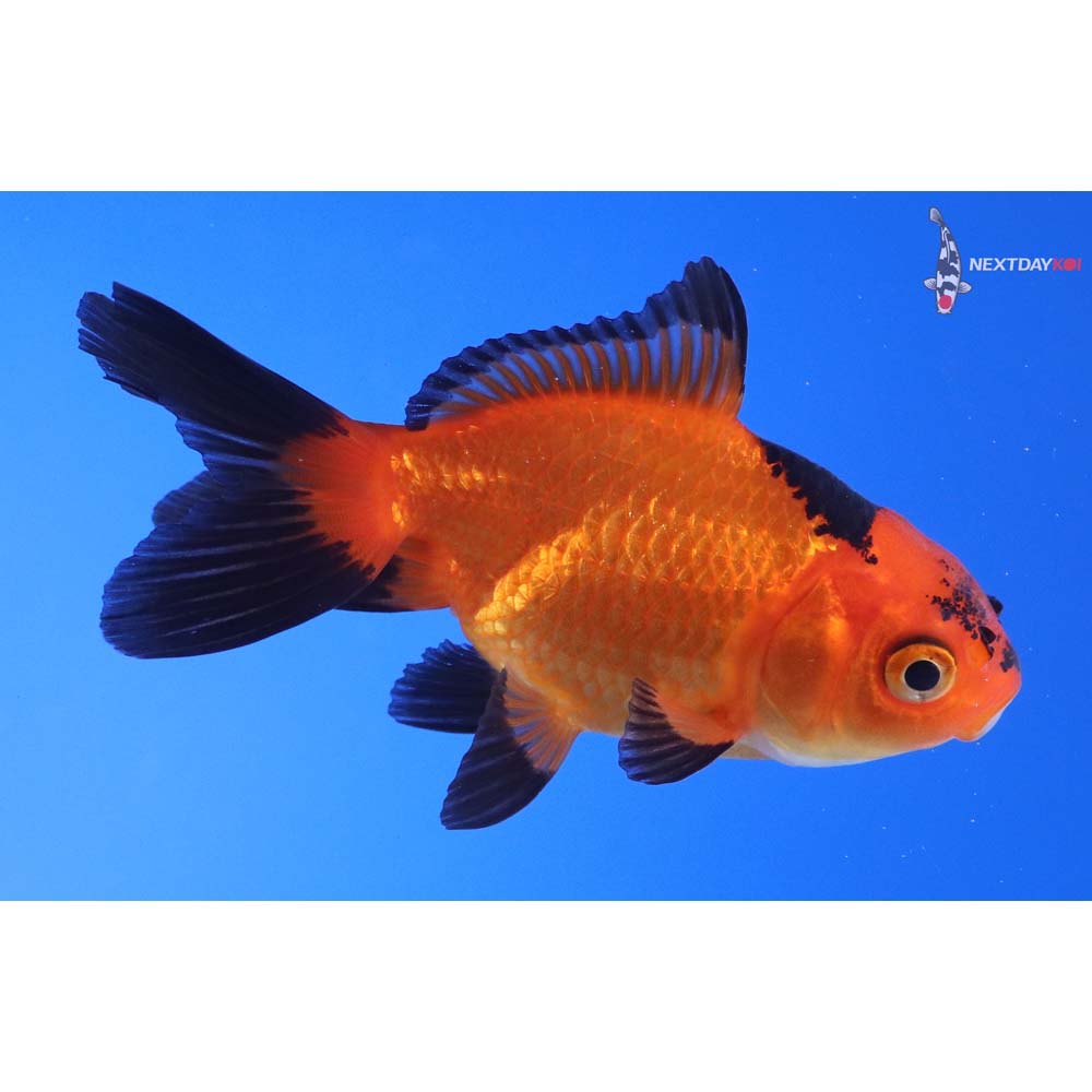 3” Imported Red and Black Oranda