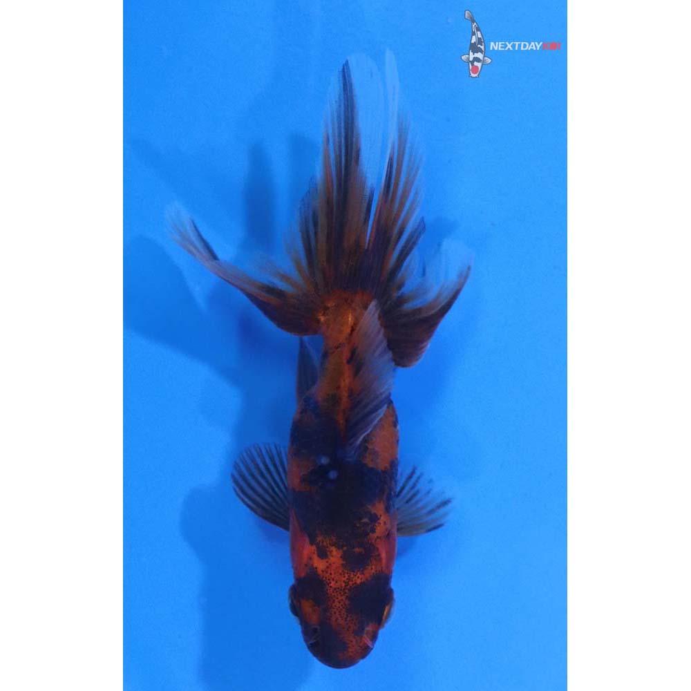 2.5” Imported Red and Black Fantail