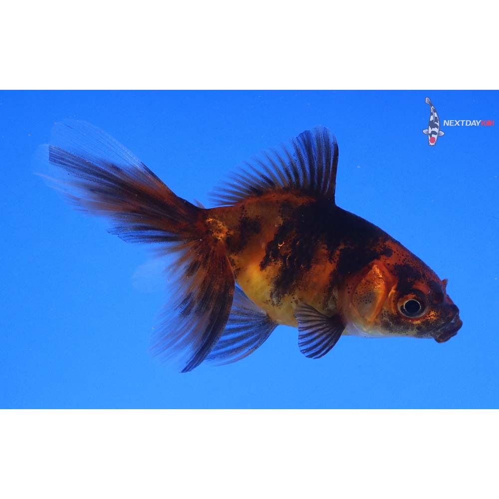 2.5” Imported Red and Black Fantail