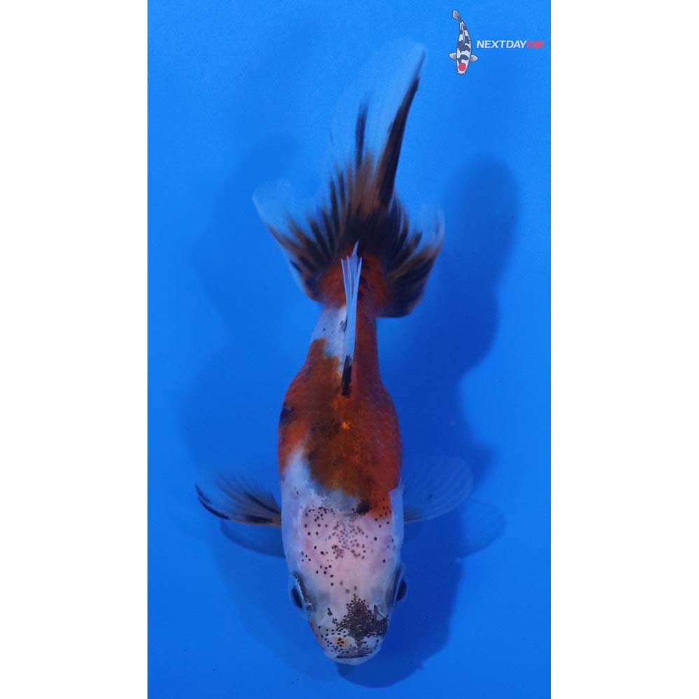 2.5” Imported Calico Fantail