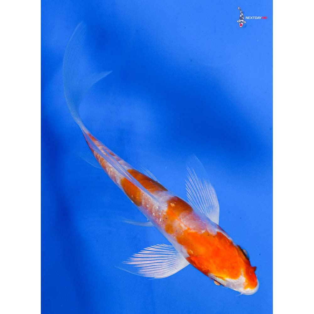 4” Imported Kikusui Butterfly Koi