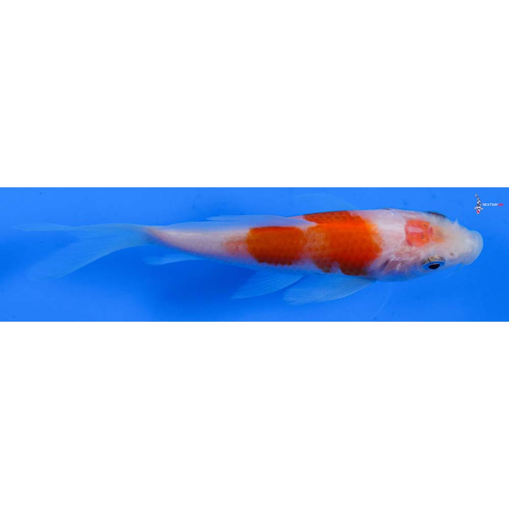 4” Imported Kohaku Butterfly Koi