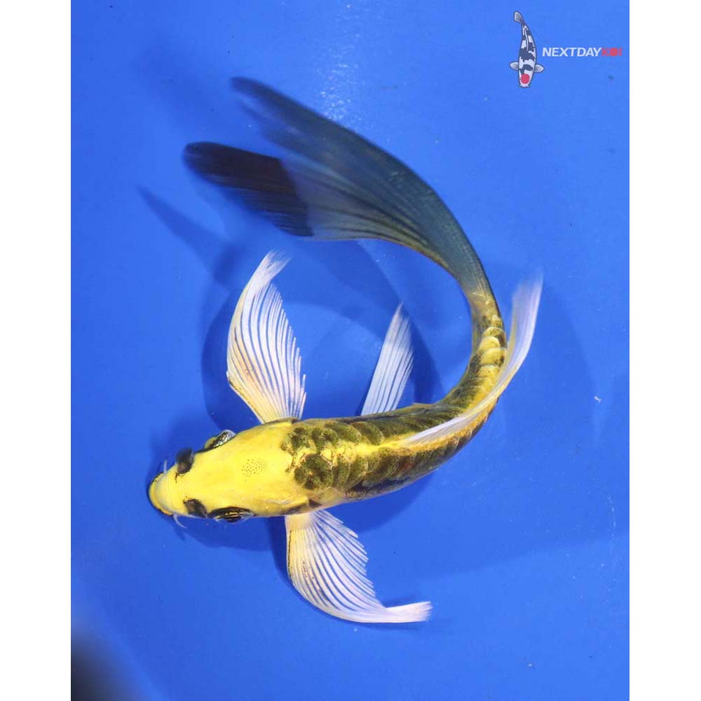 5” Imported Kin Kikokuryu Butterfly Koi