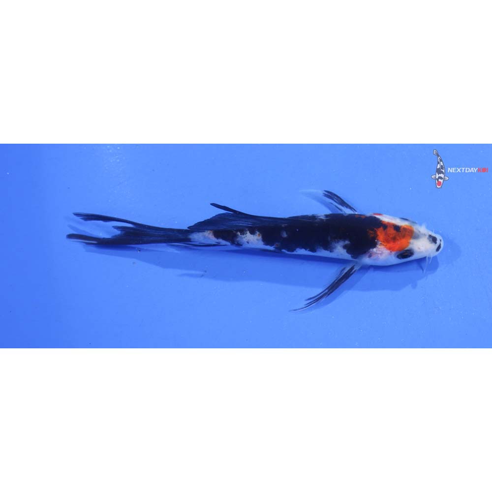4” Imported Sanke Butterfly Koi