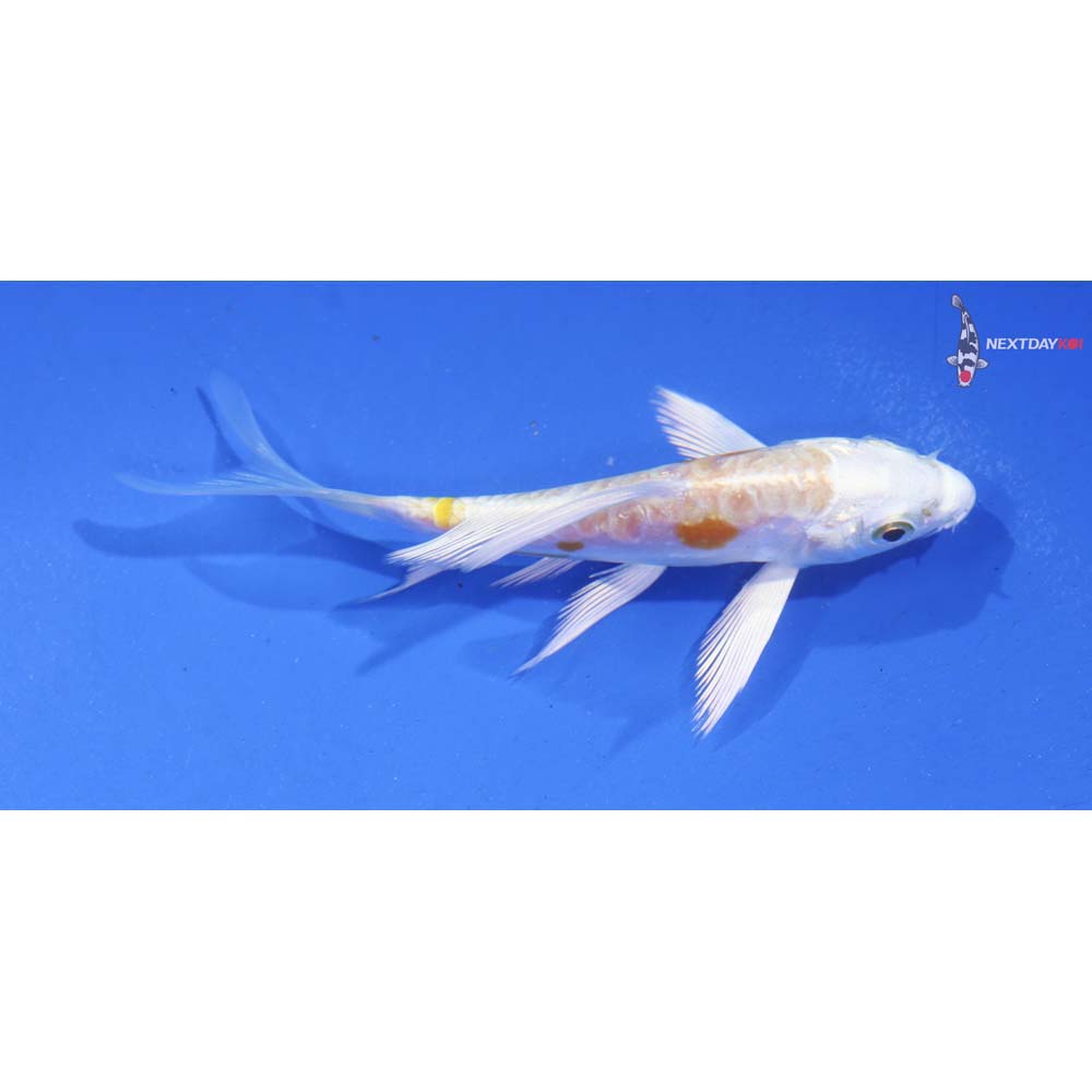4” Imported Doitsu Lemon Hariwake Butterfly Koi