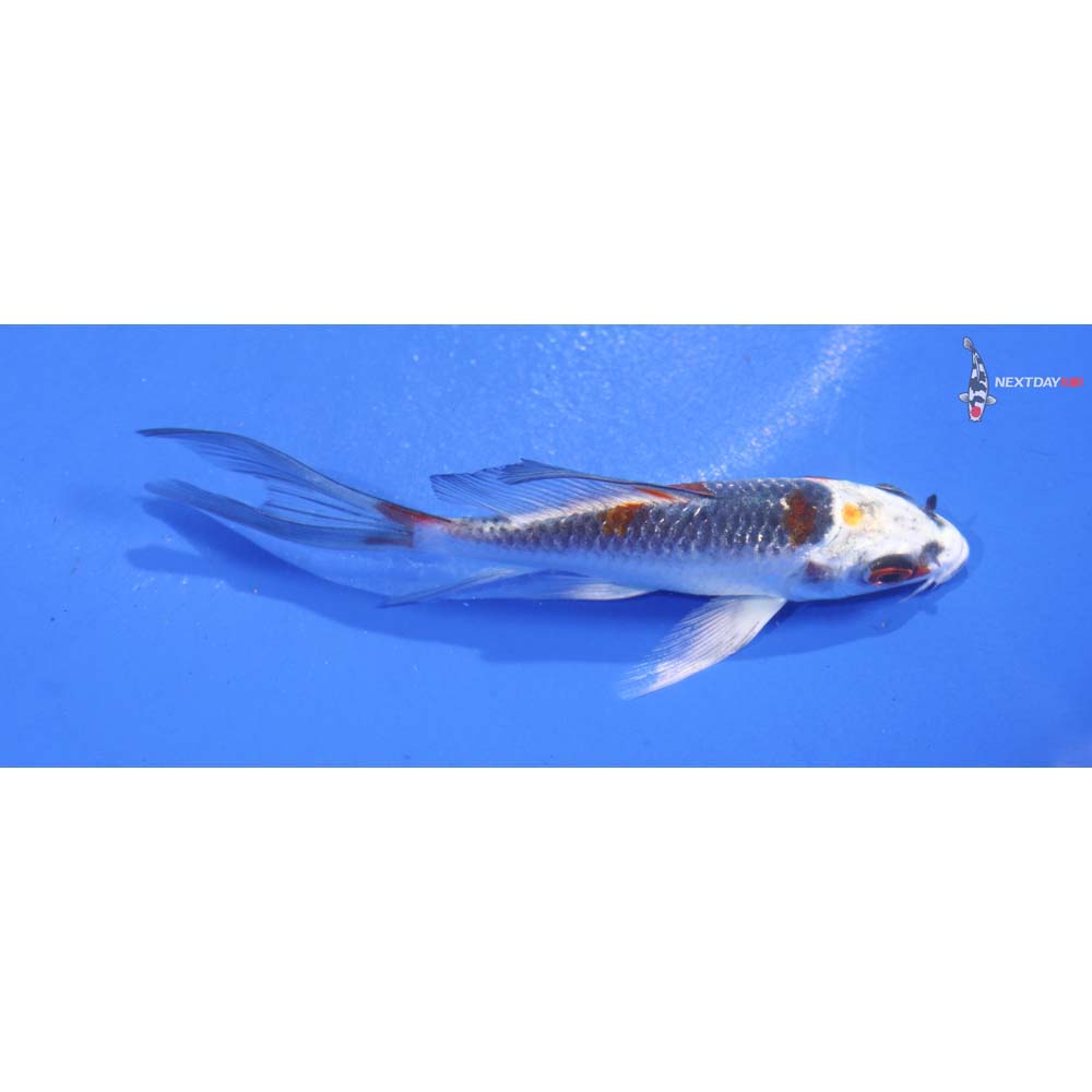 4” Imported Kujaku Butterfly Koi