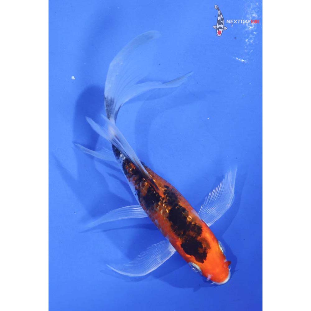 4” Imported Gin Rin Yamato Nishiki Butterfly Koi