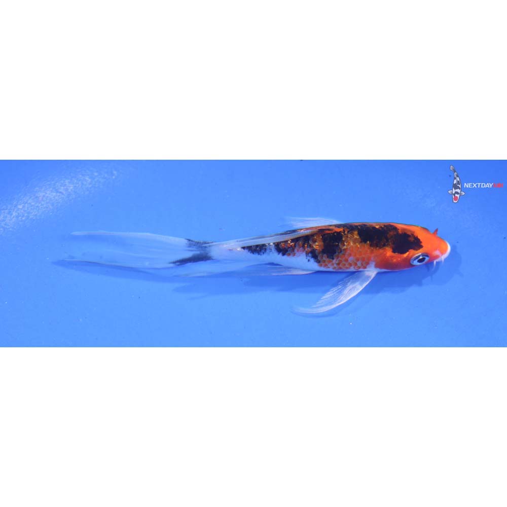 4” Imported Gin Rin Yamato Nishiki Butterfly Koi