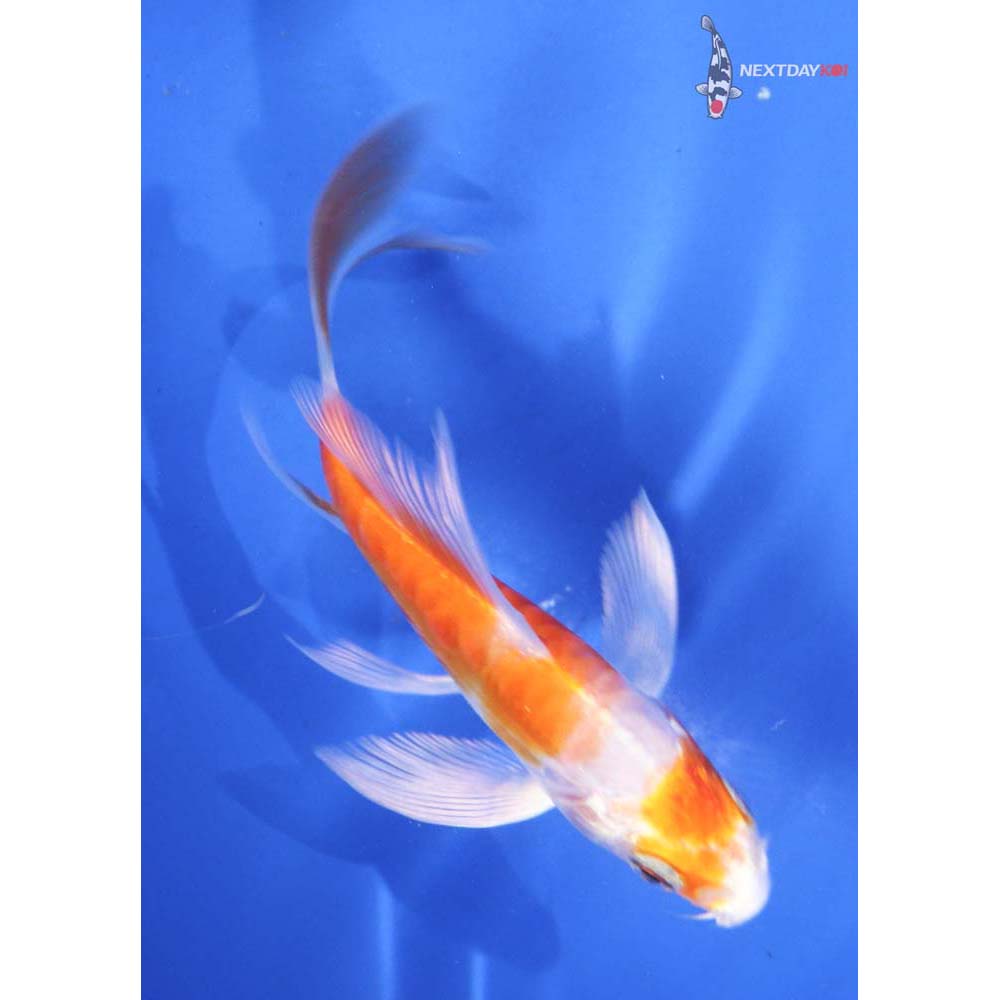 4” Imported Kikusui Butterfly Koi